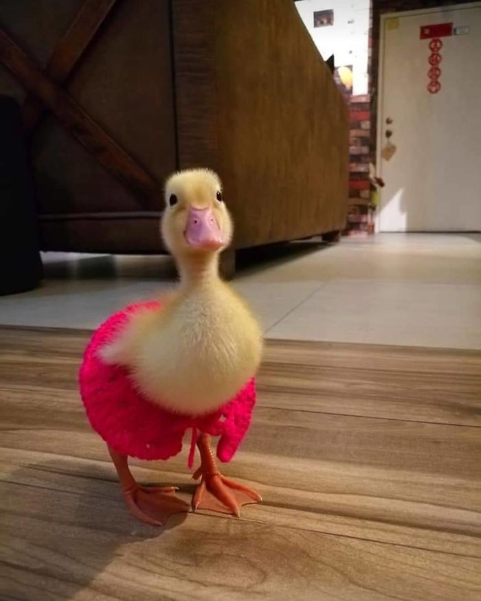 Woman Buys A Balut Egg In A Restaurant And Hatches The Duckling That&rsquo;s Now Her Best Friend