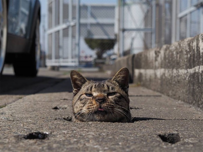 Japanese Photographer Captures Stray Cats Having Fun And Not Giving A Damn In The World Japanese Photographer Captures Stray Cats Having Fun And Not Giving A Damn In The World