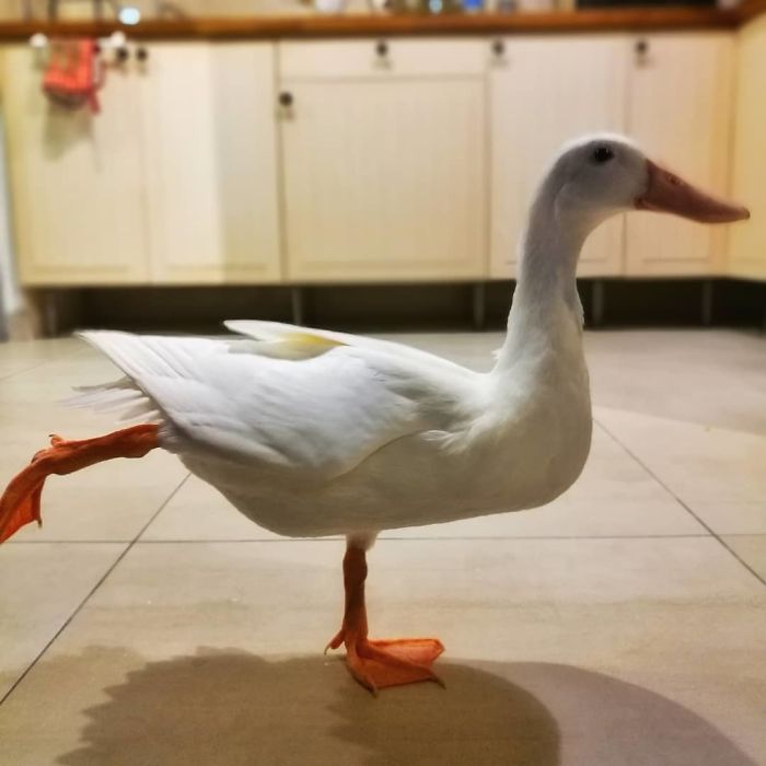 Woman Buys A Balut Egg In A Restaurant And Hatches The Duckling That&rsquo;s Now Her Best Friend