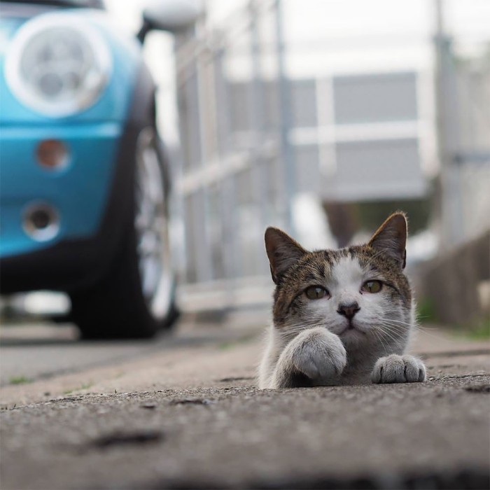 Japanese Photographer Captures Stray Cats Having Fun And Not Giving A Damn In The World Japanese Photographer Captures Stray Cats Having Fun And Not Giving A Damn In The World