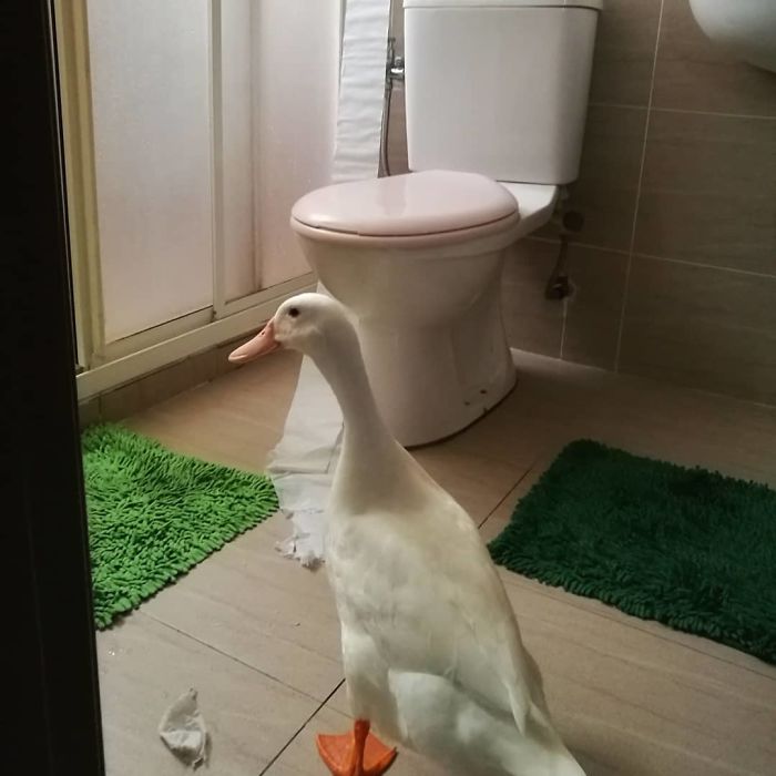 Woman Buys A Balut Egg In A Restaurant And Hatches The Duckling That&rsquo;s Now Her Best Friend