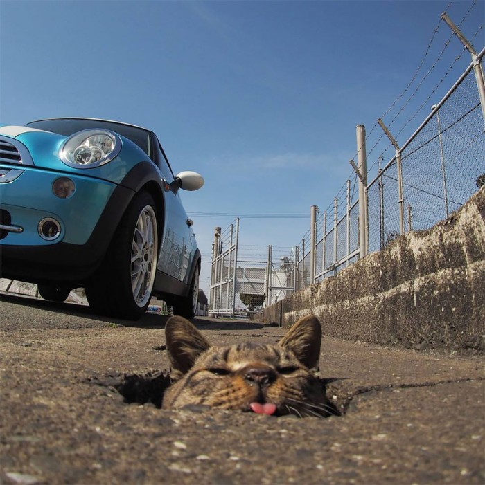 Japanese Photographer Captures Stray Cats Having Fun And Not Giving A Damn In The World Japanese Photographer Captures Stray Cats Having Fun And Not Giving A Damn In The World