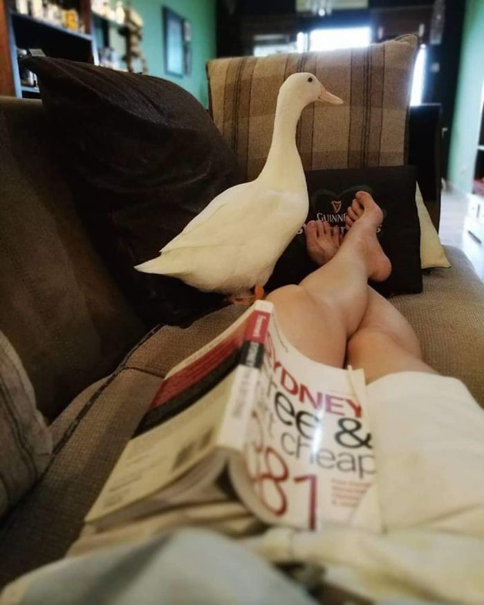 Woman Buys A Balut Egg In A Restaurant And Hatches The Duckling That&rsquo;s Now Her Best Friend