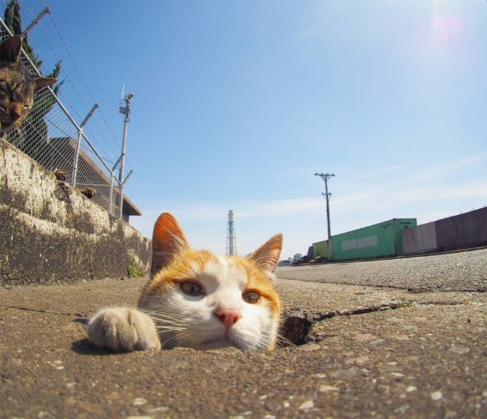 Japanese Photographer Captures Stray Cats Having Fun And Not Giving A Damn In The World Japanese Photographer Captures Stray Cats Having Fun And Not Giving A Damn In The World