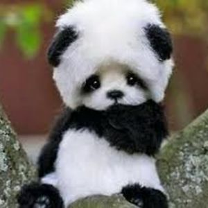 stephanieislas avatar