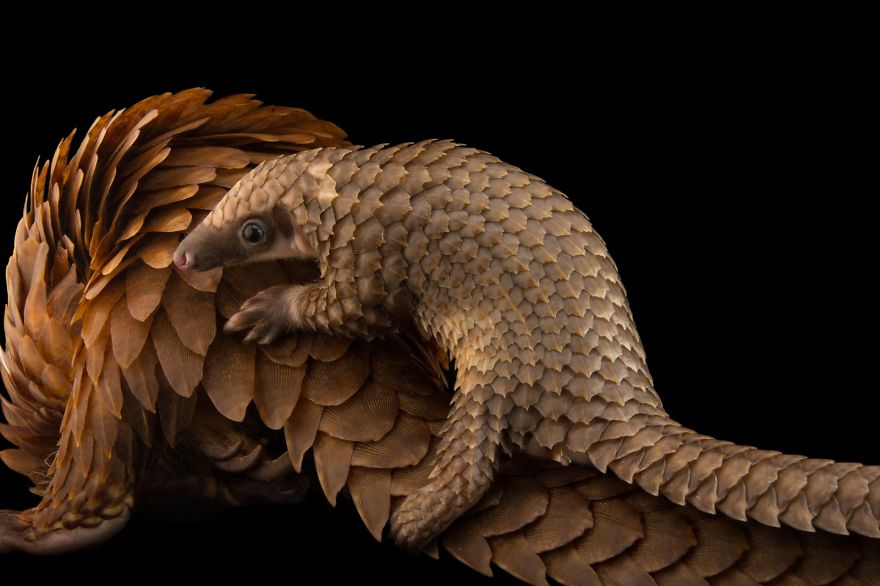 White-Bellied Pangolin (Phataginus Tricuspis)