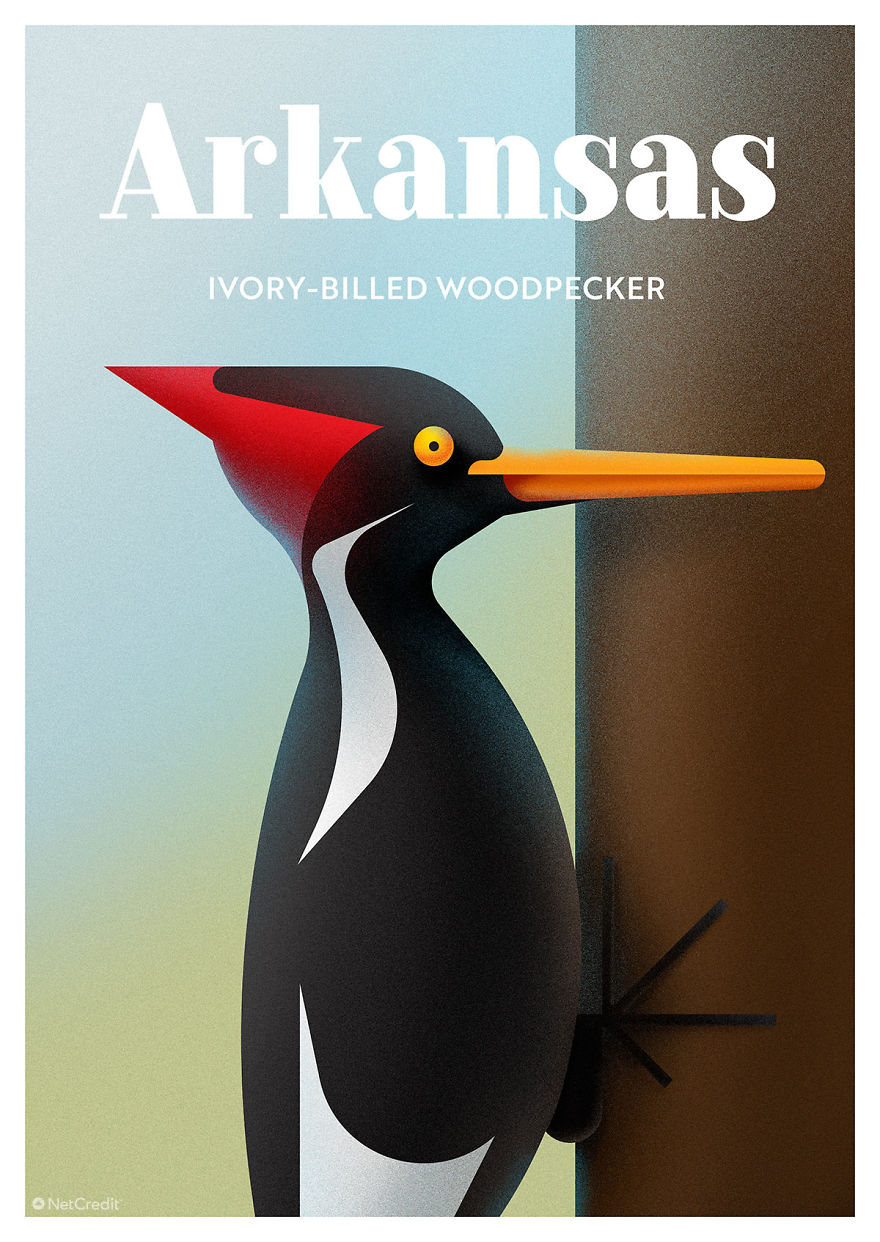 Ivory Billed Woodpecker