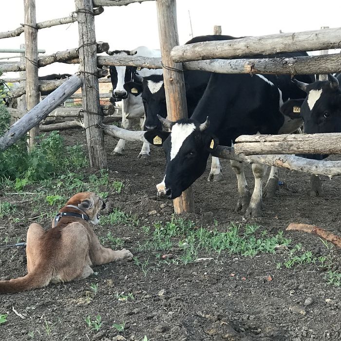 Puma Rescued From A Contact-Type Zoo Can't Be Released Into The Wild, Lives As A Spoiled House Cat Puma Rescued From A Contact-Type Zoo Can't Be Released Into The Wild, Lives As A Spoiled House Cat