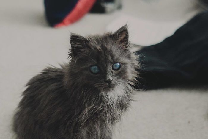 Meet Merlin, The Water-Bottle-Sized 2-Year-Old Kitty That Is Taking Over Twitter Because Of His Pure Beauty
