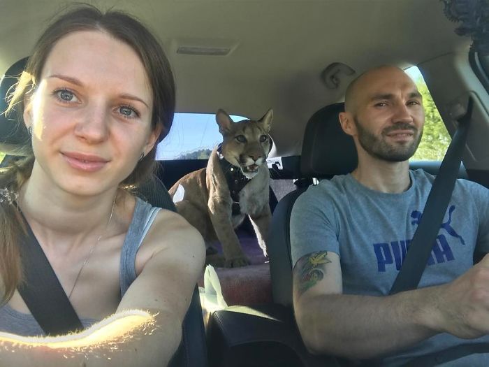 Puma Rescued From A Contact-Type Zoo Can't Be Released Into The Wild, Lives As A Spoiled House Cat Puma Rescued From A Contact-Type Zoo Can't Be Released Into The Wild, Lives As A Spoiled House Cat