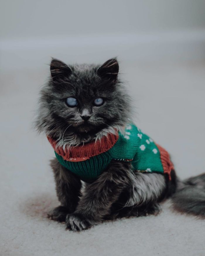 Meet Merlin, The Water-Bottle-Sized 2-Year-Old Kitty That Is Taking Over Twitter Because Of His Pure Beauty Meet Merlin, The Water-Bottle-Sized 2-Year-Old Kitty That Is Taking Over Twitter Because Of His Pure Beauty
