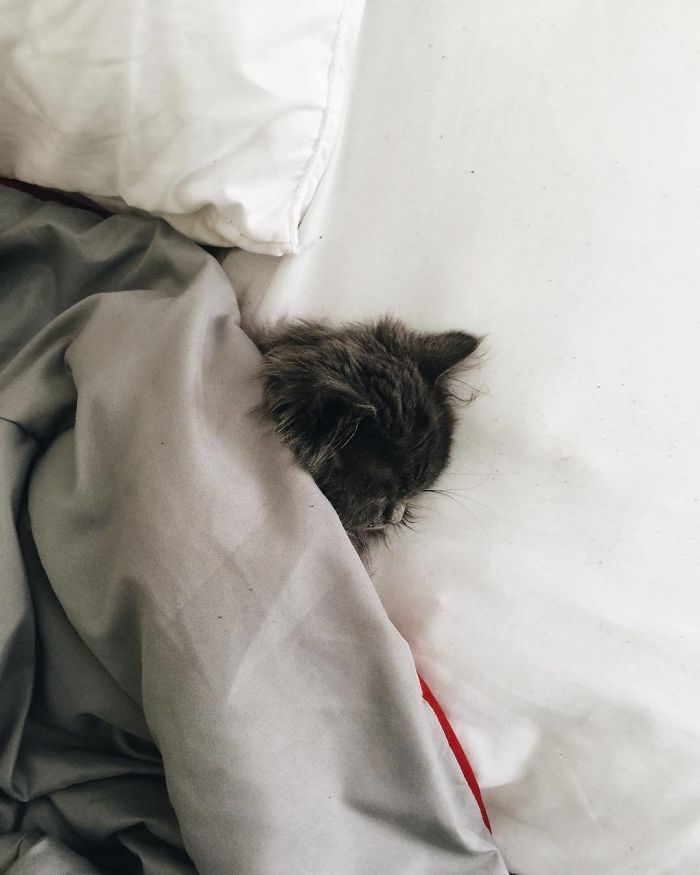 Meet Merlin, The Water-Bottle-Sized 2-Year-Old Kitty That Is Taking Over Twitter Because Of His Pure Beauty