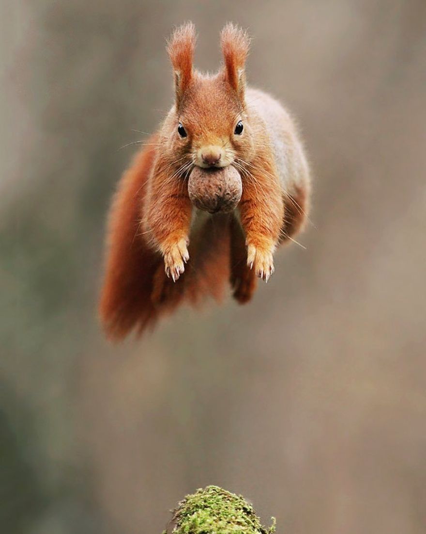 Red Squirrel