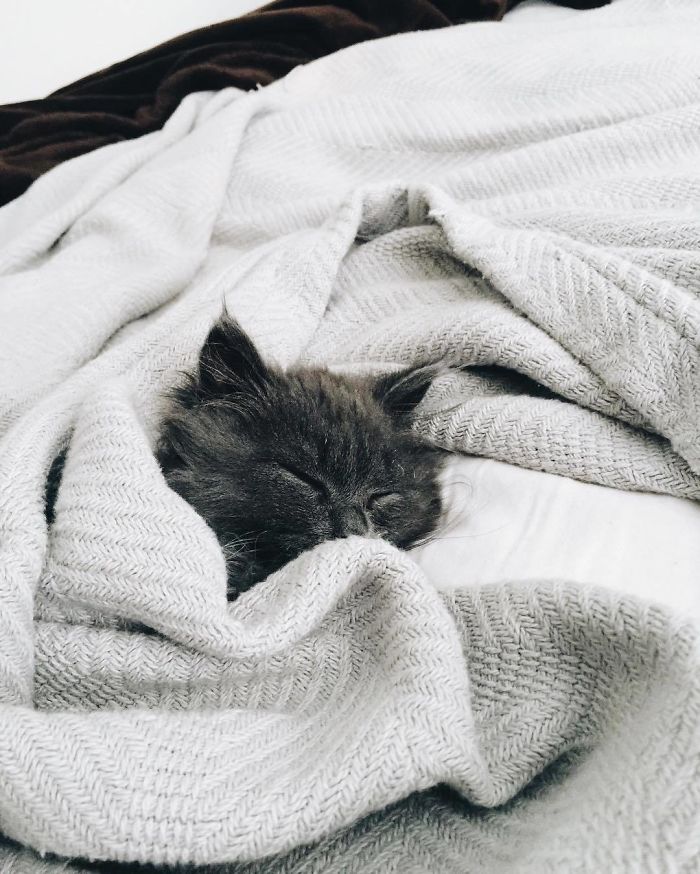 Meet Merlin, The Water-Bottle-Sized 2-Year-Old Kitty That Is Taking Over Twitter Because Of His Pure Beauty Meet Merlin, The Water-Bottle-Sized 2-Year-Old Kitty That Is Taking Over Twitter Because Of His Pure Beauty