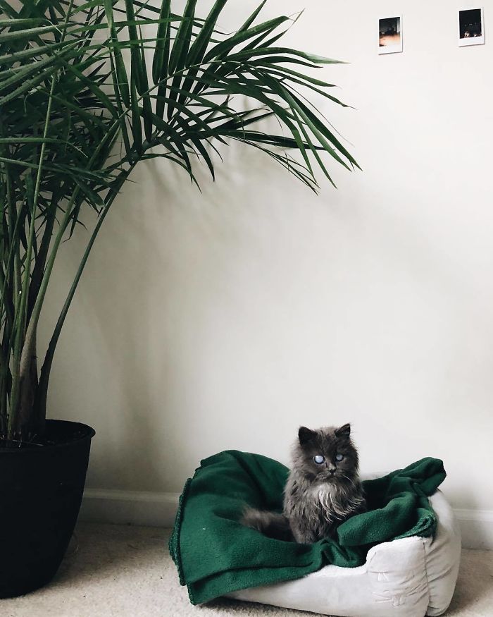 Meet Merlin, The Water-Bottle-Sized 2-Year-Old Kitty That Is Taking Over Twitter Because Of His Pure Beauty