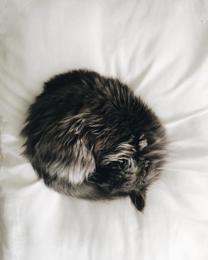 Meet Merlin, The Water-Bottle-Sized 2-Year-Old Kitty That Is Taking Over Twitter Because Of His Pure Beauty