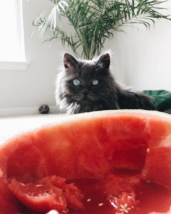Meet Merlin, The Water-Bottle-Sized 2-Year-Old Kitty That Is Taking Over Twitter Because Of His Pure Beauty Meet Merlin, The Water-Bottle-Sized 2-Year-Old Kitty That Is Taking Over Twitter Because Of His Pure Beauty