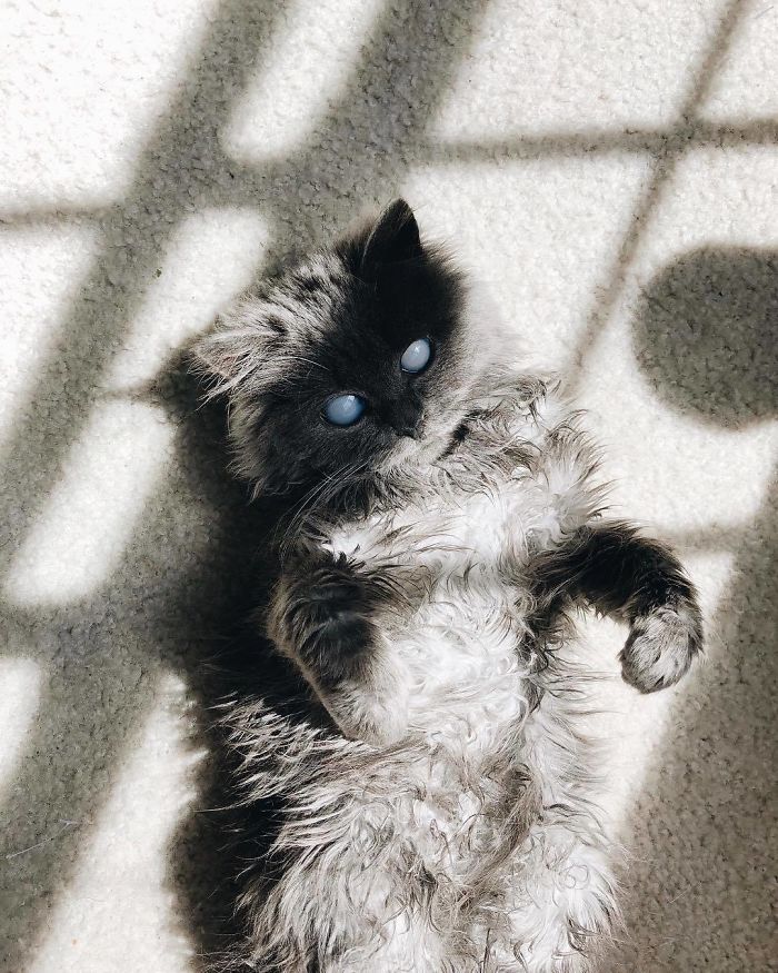 Meet Merlin, The Water-Bottle-Sized 2-Year-Old Kitty That Is Taking Over Twitter Because Of His Pure Beauty
