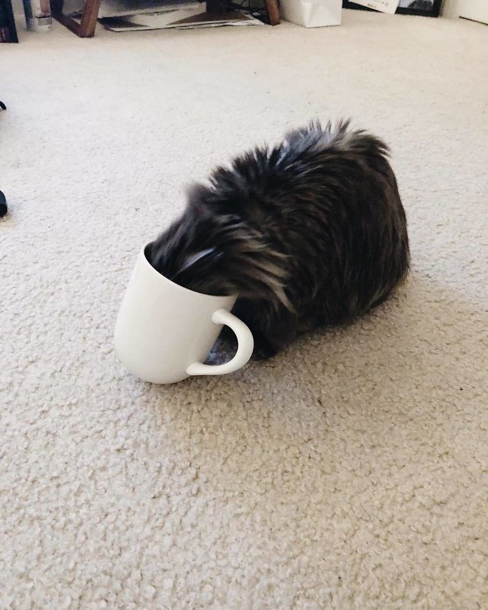 Meet Merlin, The Water-Bottle-Sized 2-Year-Old Kitty That Is Taking Over Twitter Because Of His Pure Beauty