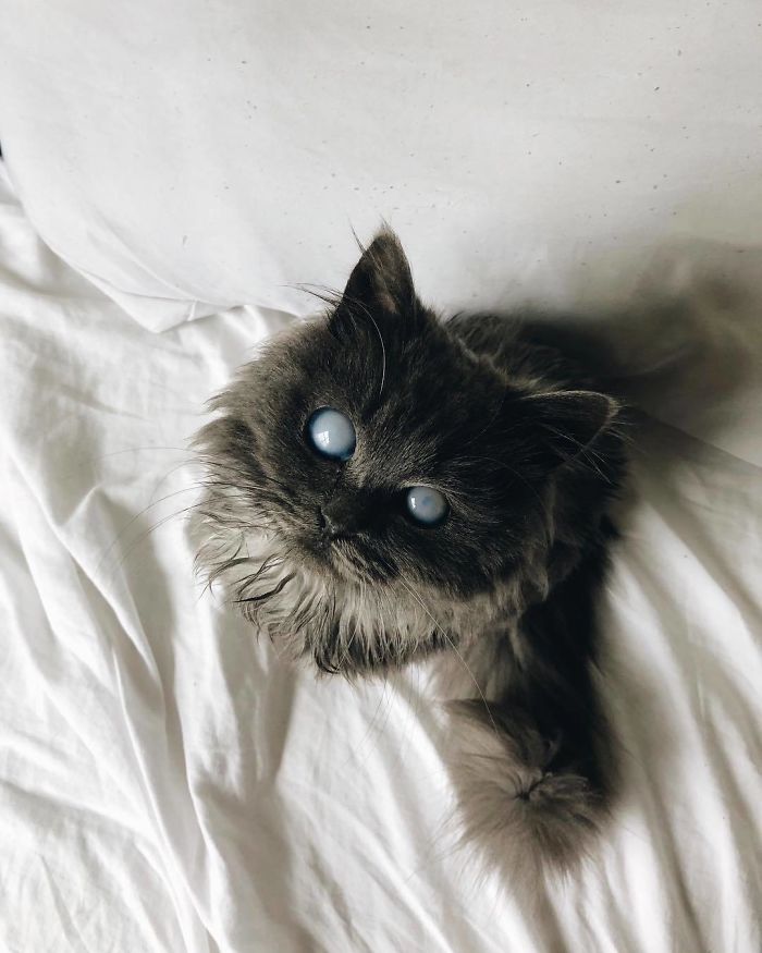 Meet Merlin, The Water-Bottle-Sized 2-Year-Old Kitty That Is Taking Over Twitter Because Of His Pure Beauty Meet Merlin, The Water-Bottle-Sized 2-Year-Old Kitty That Is Taking Over Twitter Because Of His Pure Beauty