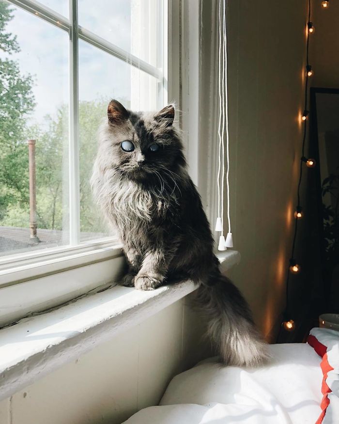 Meet Merlin, The Water-Bottle-Sized 2-Year-Old Kitty That Is Taking Over Twitter Because Of His Pure Beauty