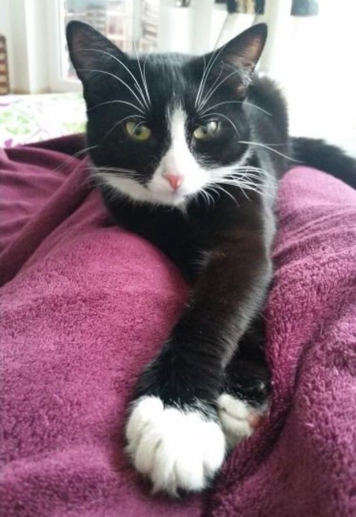 Woman Rescues A Kitty With A Rare Vitiligo Condition And Her Coat Turns Into Beautiful Snowflake-Like Markings Woman Rescues A Kitty With A Rare Vitiligo Condition And Her Coat Turns Into Beautiful Snowflake-Like Markings