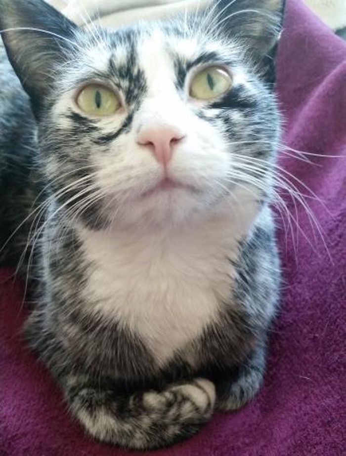 Woman Rescues A Kitty With A Rare Vitiligo Condition And Her Coat Turns Into Beautiful Snowflake-Like Markings
