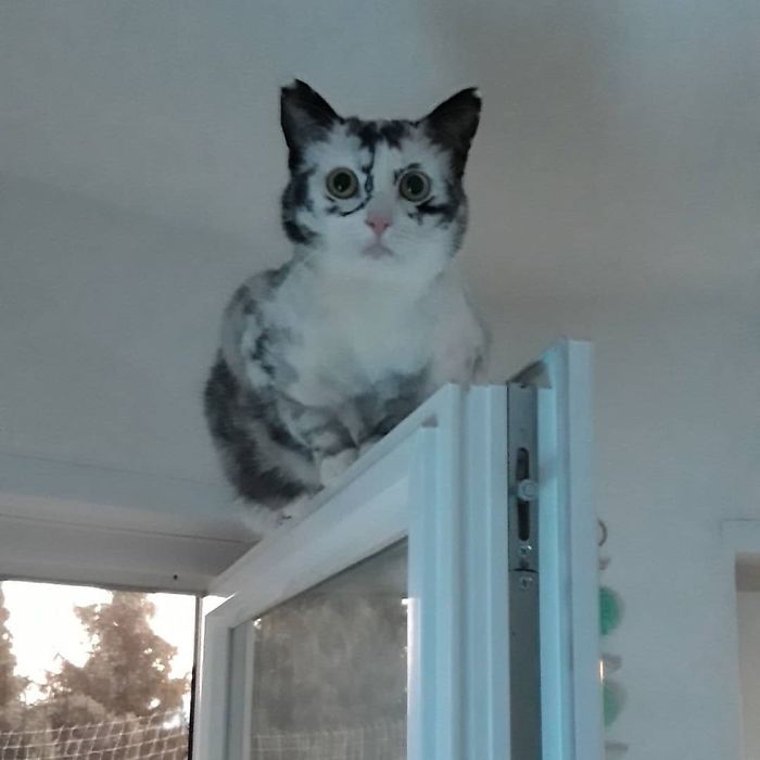 Woman Rescues A Kitty With A Rare Vitiligo Condition And Her Coat Turns Into Beautiful Snowflake-Like Markings