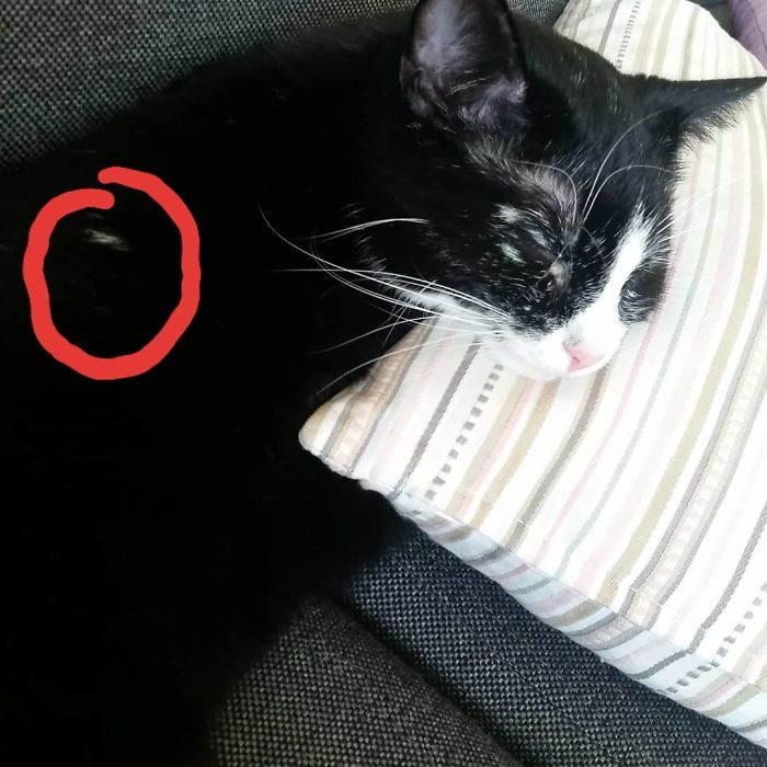 Woman Rescues A Kitty With A Rare Vitiligo Condition And Her Coat Turns Into Beautiful Snowflake-Like Markings