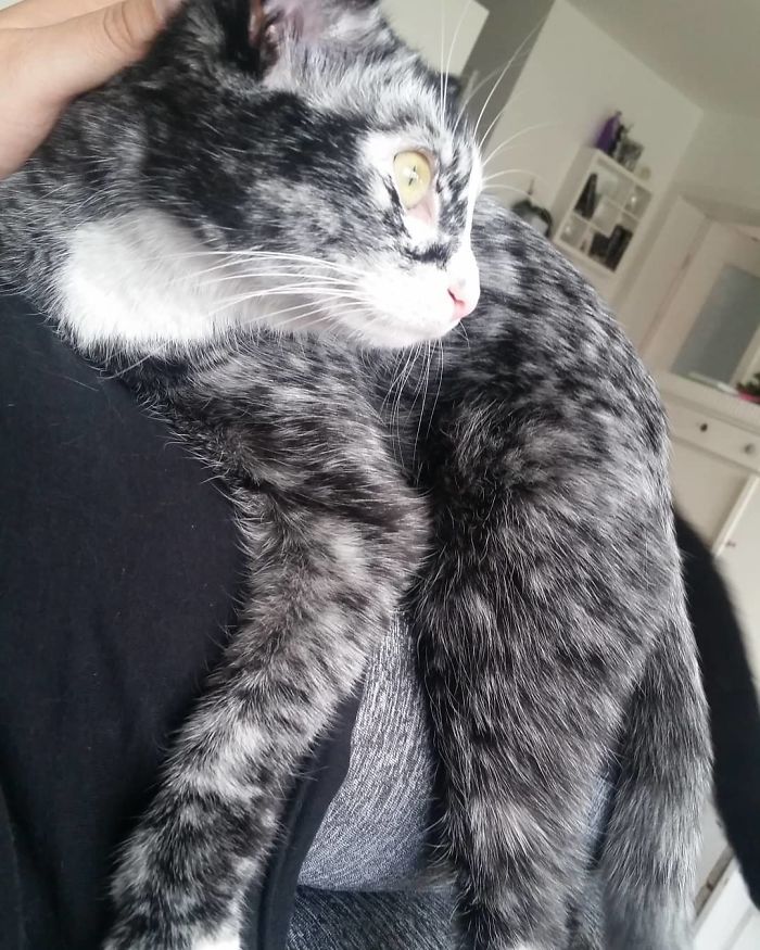 Woman Rescues A Kitty With A Rare Vitiligo Condition And Her Coat Turns Into Beautiful Snowflake-Like Markings