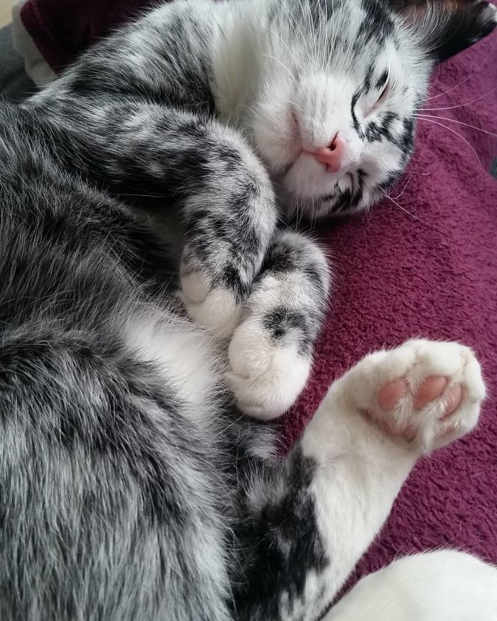 Woman Rescues A Kitty With A Rare Vitiligo Condition And Her Coat Turns Into Beautiful Snowflake-Like Markings
