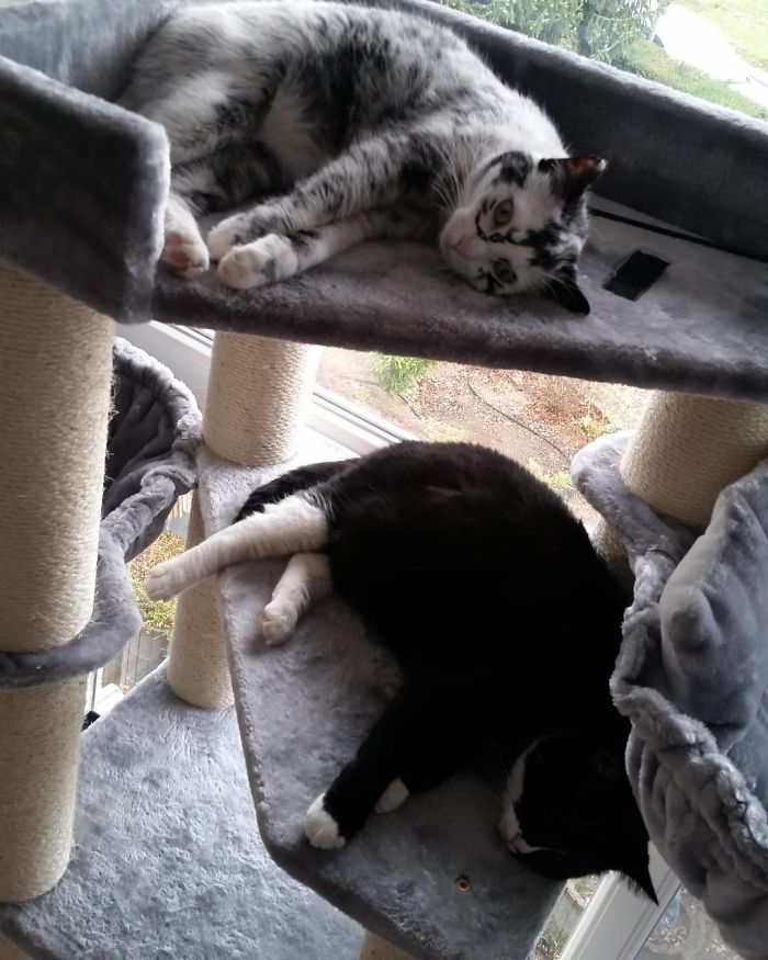 Woman Rescues A Kitty With A Rare Vitiligo Condition And Her Coat Turns Into Beautiful Snowflake-Like Markings Woman Rescues A Kitty With A Rare Vitiligo Condition And Her Coat Turns Into Beautiful Snowflake-Like Markings