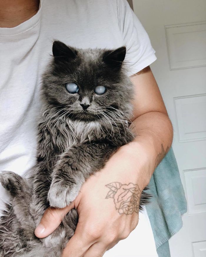Meet Merlin, The Water-Bottle-Sized 2-Year-Old Kitty That Is Taking Over Twitter Because Of His Pure Beauty