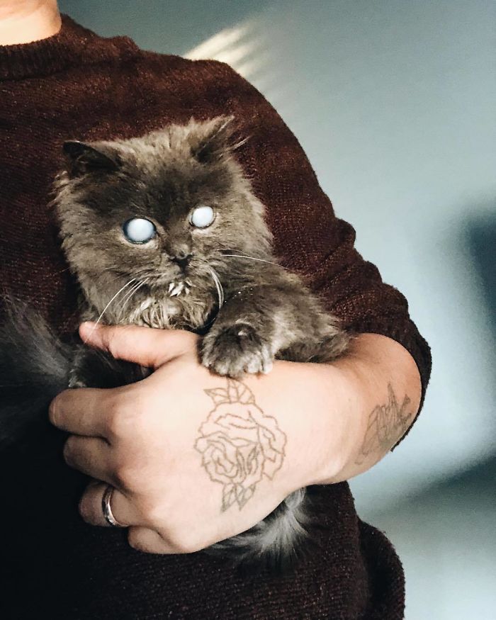Meet Merlin, The Water-Bottle-Sized 2-Year-Old Kitty That Is Taking Over Twitter Because Of His Pure Beauty