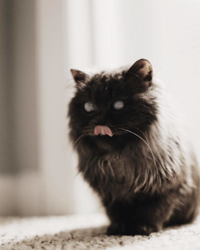 Meet Merlin, The Water-Bottle-Sized 2-Year-Old Kitty That Is Taking Over Twitter Because Of His Pure Beauty Meet Merlin, The Water-Bottle-Sized 2-Year-Old Kitty That Is Taking Over Twitter Because Of His Pure Beauty