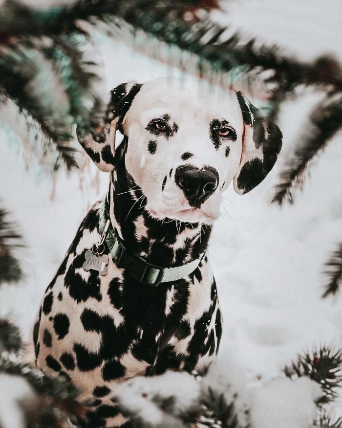 Wiley The Dalmatian Has A Heart On His Nose And People Are In Love Wiley The Dalmatian Has A Heart On His Nose And People Are In Love