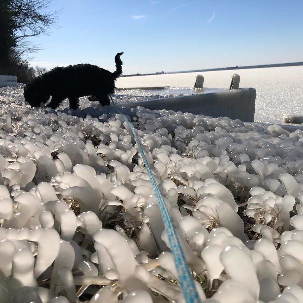 One Cold Rowdy Dog On The Bulkhead. Still Looking For Leftover Canteen Snacks