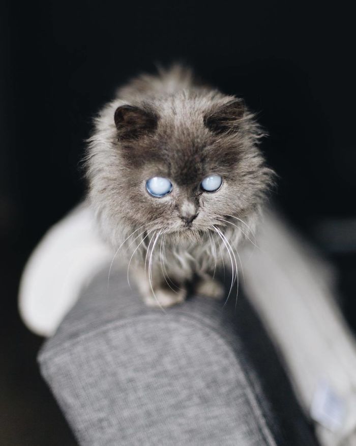 Meet Merlin, The Water-Bottle-Sized 2-Year-Old Kitty That Is Taking Over Twitter Because Of His Pure Beauty