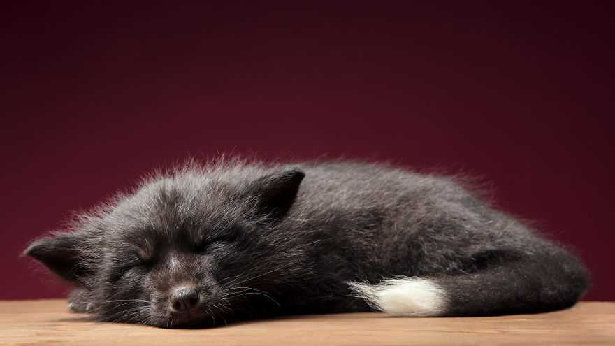 I Photographed Foxes In My Studio And Fell In Love With Their Characters I Photographed Foxes In My Studio And Fell In Love With Their Characters