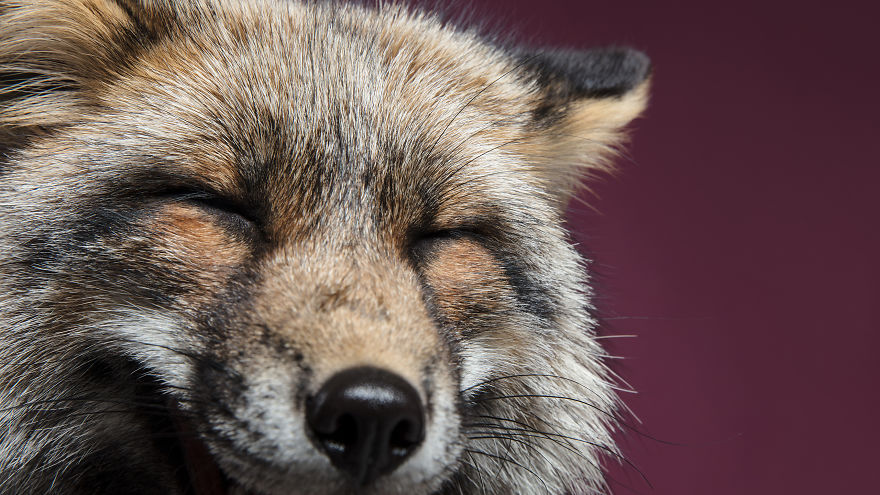 I Photographed Foxes In My Studio And Fell In Love With Their Characters
