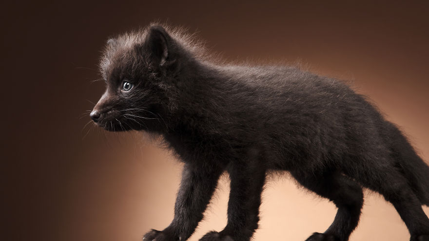 I Photographed Foxes In My Studio And Fell In Love With Their Characters