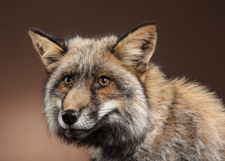 I Photographed Foxes In My Studio And Fell In Love With Their Characters
