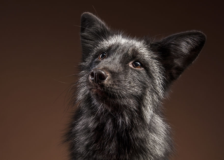 I Photographed Foxes In My Studio And Fell In Love With Their Characters I Photographed Foxes In My Studio And Fell In Love With Their Characters