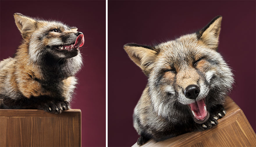 I Photographed Foxes In My Studio And Fell In Love With Their Characters I Photographed Foxes In My Studio And Fell In Love With Their Characters