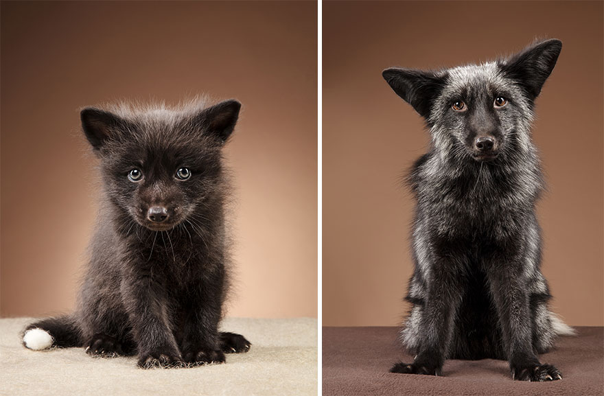 I Photographed Foxes In My Studio And Fell In Love With Their Characters