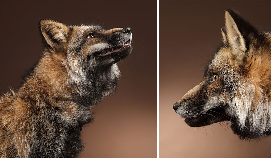 I Photographed Foxes In My Studio And Fell In Love With Their Characters I Photographed Foxes In My Studio And Fell In Love With Their Characters