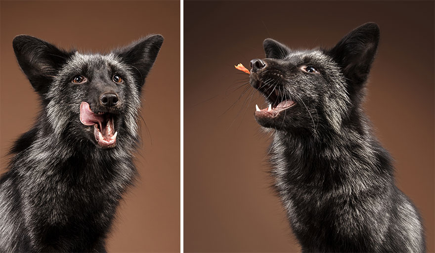 I Photographed Foxes In My Studio And Fell In Love With Their Characters
