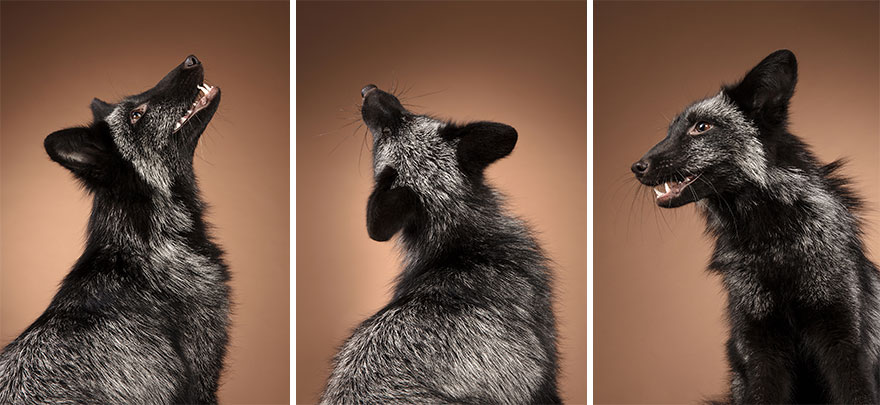 I Photographed Foxes In My Studio And Fell In Love With Their Characters