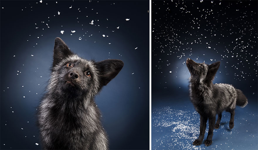 I Photographed Foxes In My Studio And Fell In Love With Their Characters I Photographed Foxes In My Studio And Fell In Love With Their Characters