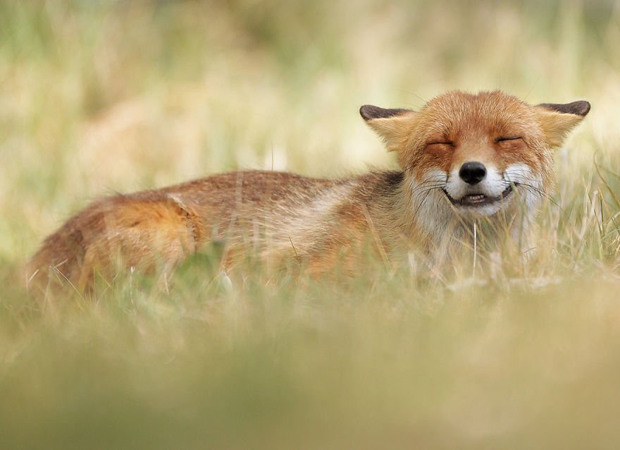 Happy Fox